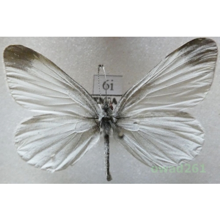 Leptidea sinapis (Linnaeus, 1758) male Wietek gorczycznik Czech6i